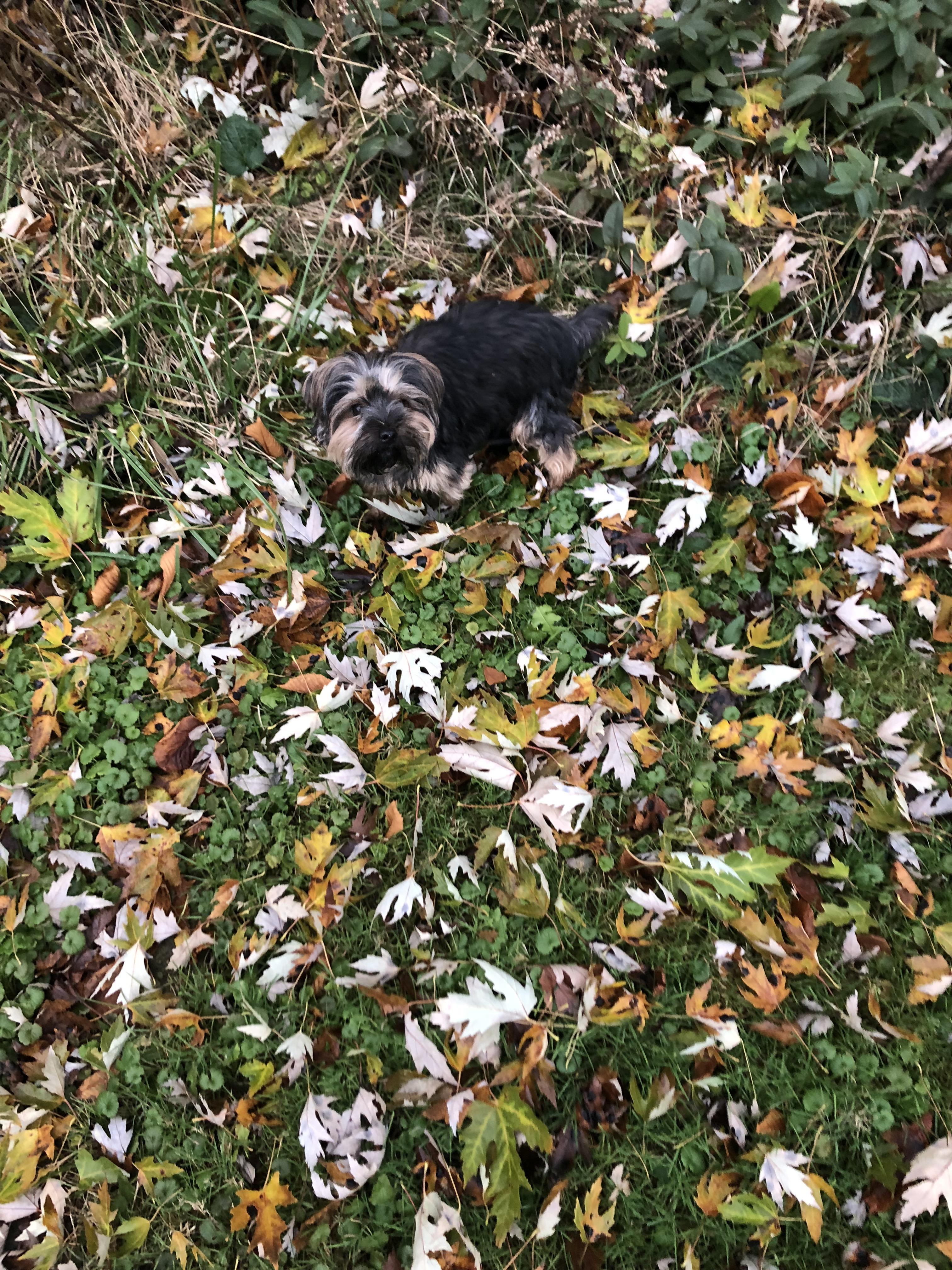 liko